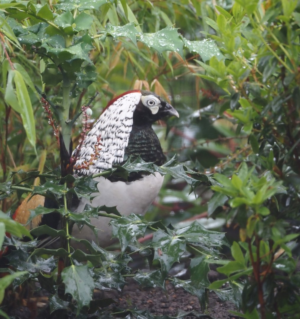 Lady Amherst's pheasant (Chrysolophus amherstiae), 2024-05-22