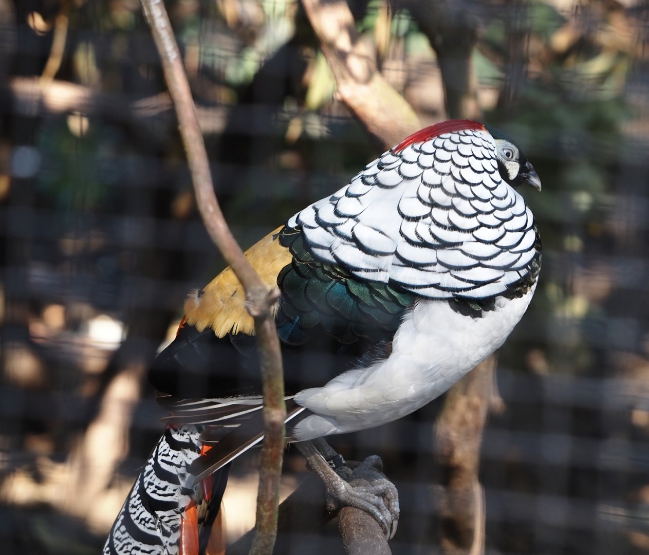 Lady Amherst's pheasant (Chrysolophus amherstiae), 2024-05-23