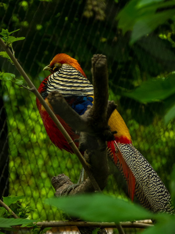 Lady Amherst's pheasant (Chrysolophus amherstiae) hybrid with golden pheasant