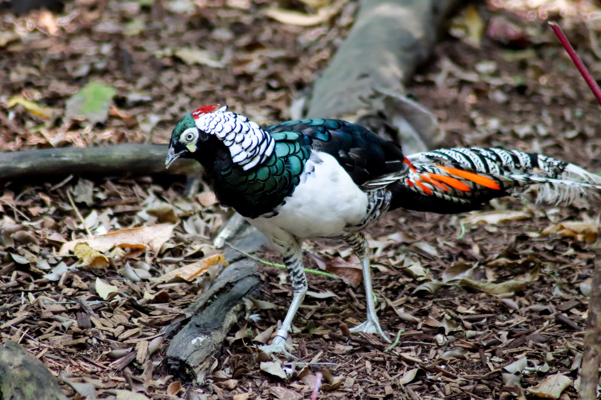 Lady Amherst's Pheasant (Chrysolophus amherstiae) - Lost Valley Aviary - January 2020