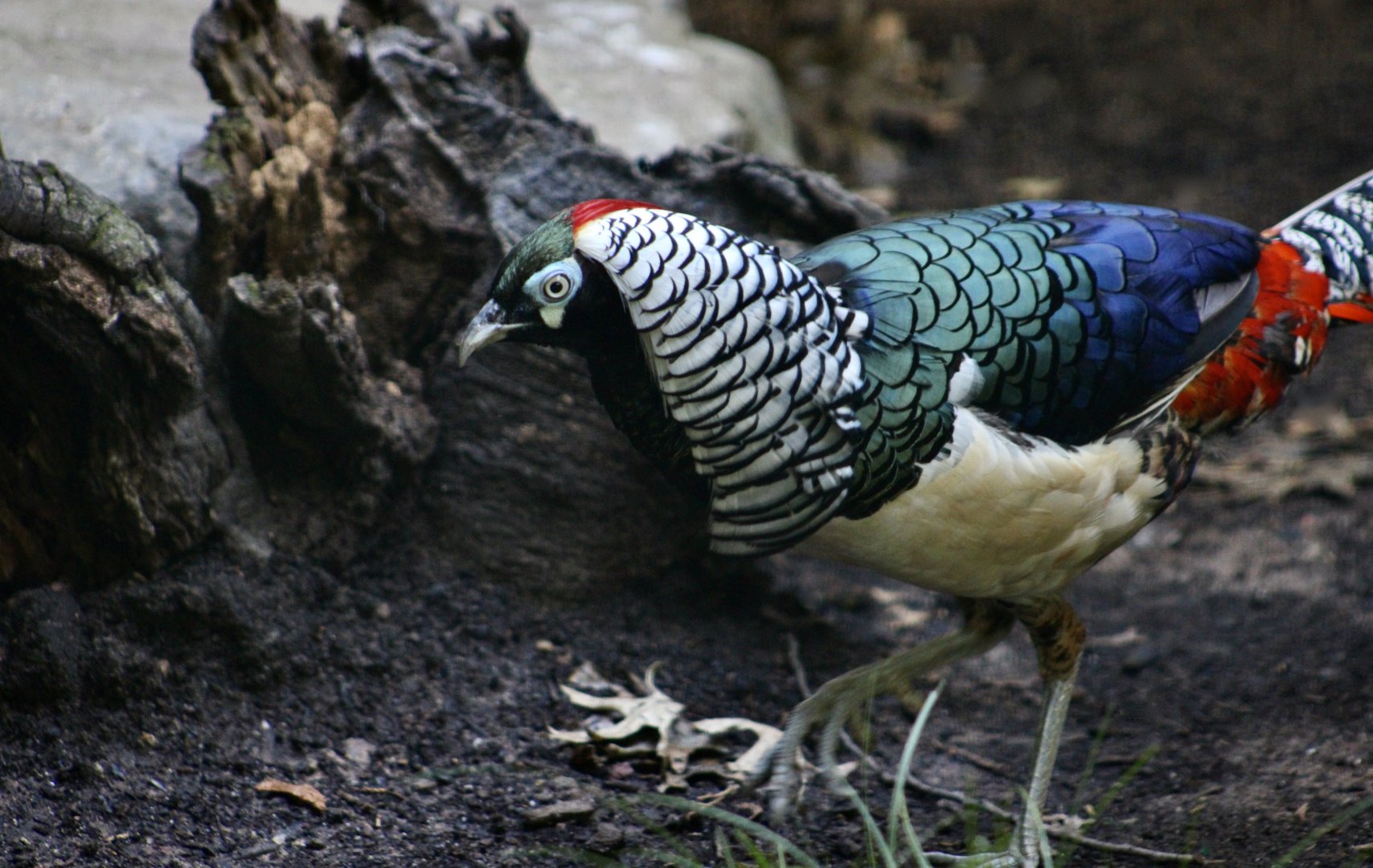 Lady Amherst's Pheasant (Chrysolophus amherstiae) male