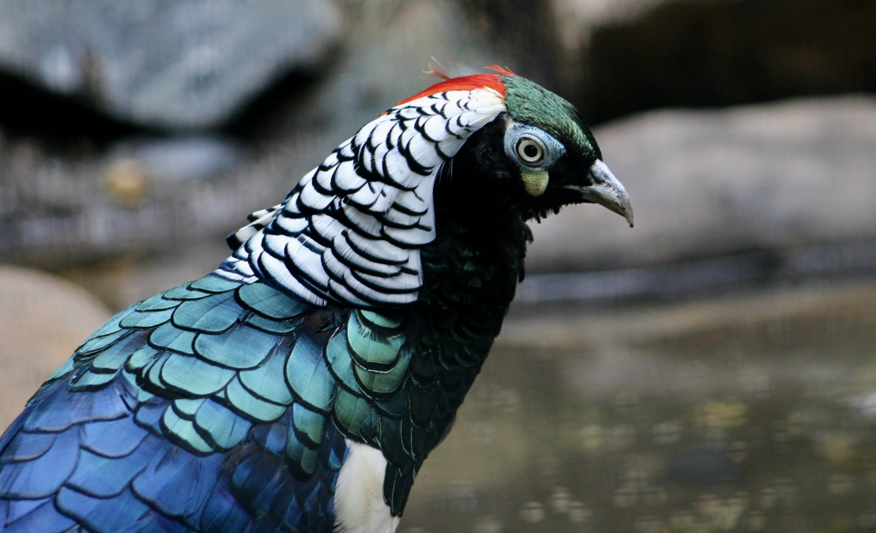 Lady Amherst's Pheasant (Chrysolophus amherstiae) male