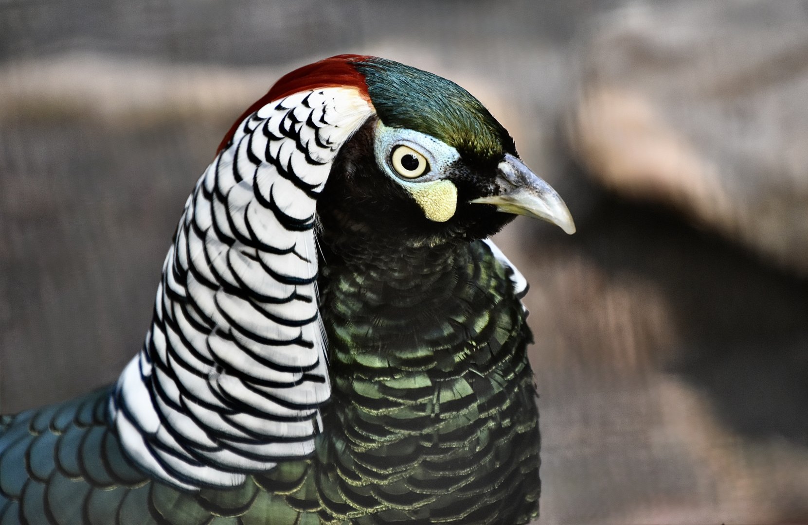 Lady Amherst's Pheasant (Chrysolophus amherstiae) male