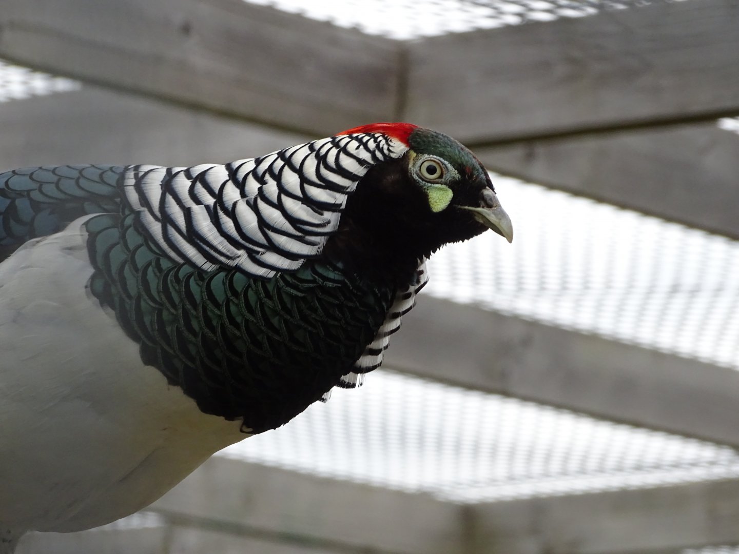 Lady Amherst's pheasant (Chrysolophus amherstiae) - Parc animalier d'Ecouves