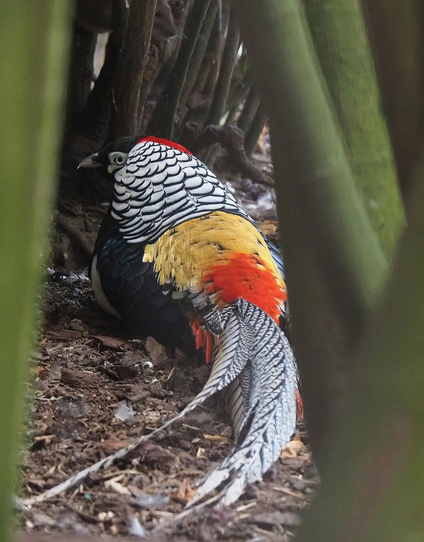 Lady Amherst's pheasant (Chrysolophus amherstiae) rooster, 2022-08-28