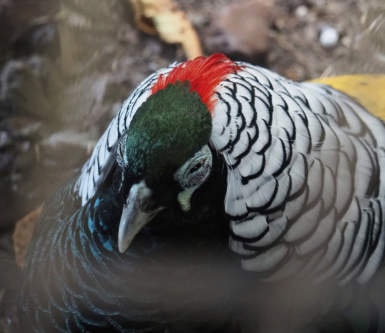 Lady Amherst's pheasant (Chrysolophus amherstiae) rooster, 2022-08-28