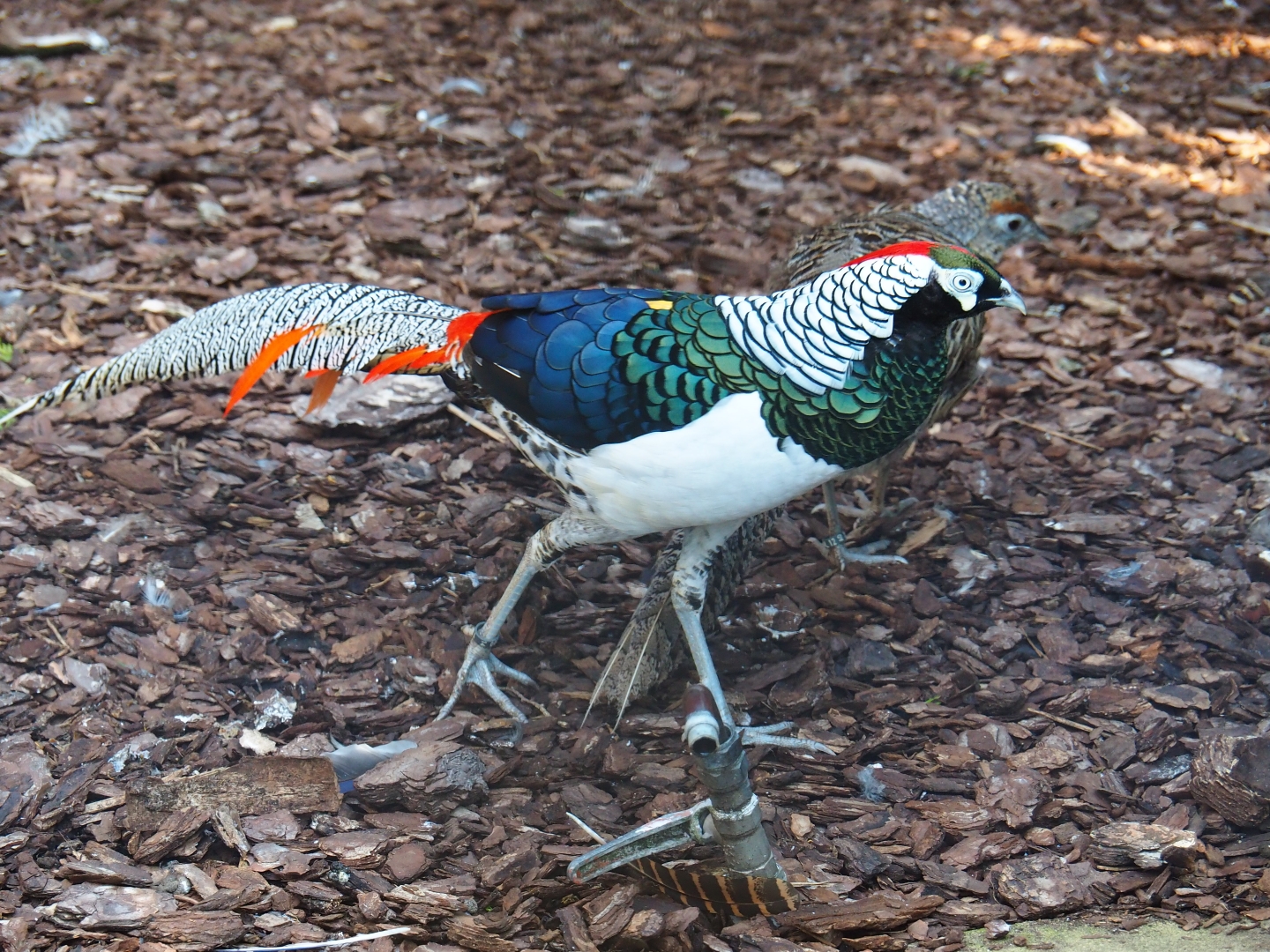 Lady Amherst's pheasant (Chrysolophus amherstiae), Sep 2nd, 2018