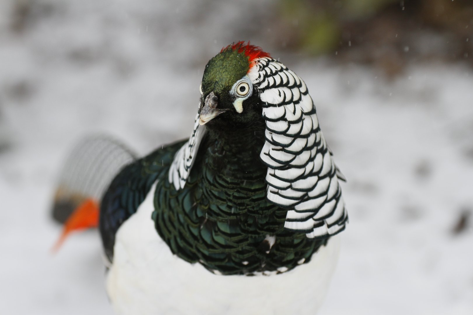 Lady Amherst's pheasant (Chrysolophus amherstiae)