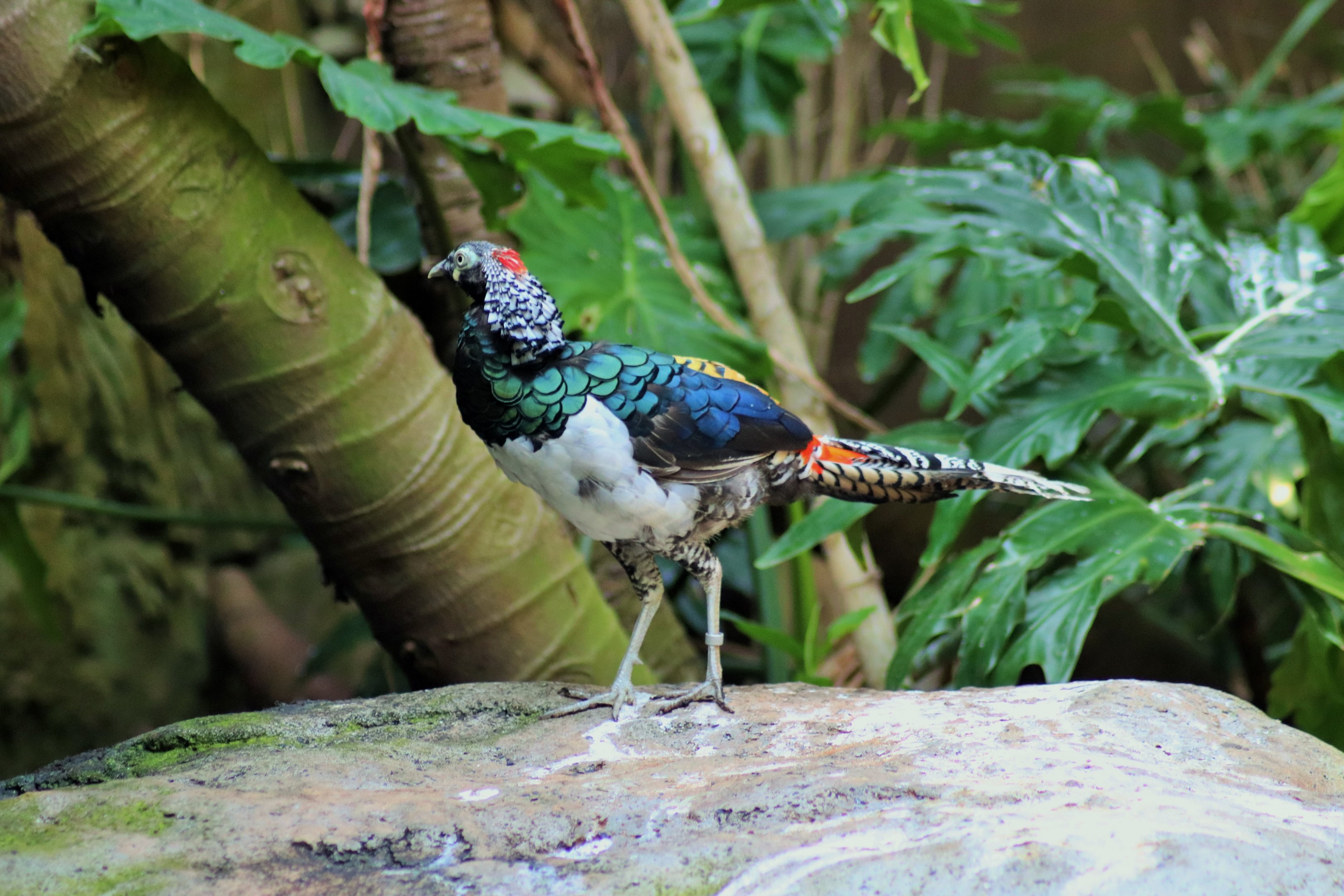 Lady Amherst's Pheasant (Chrysolophus amherstiae)