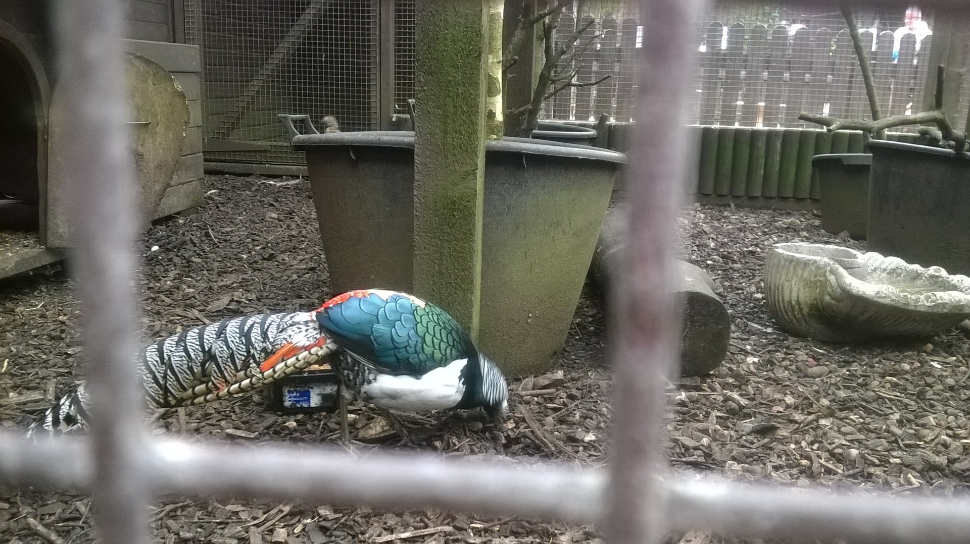 Lady Amherst's pheasant (Chrysolophus amherstiae)