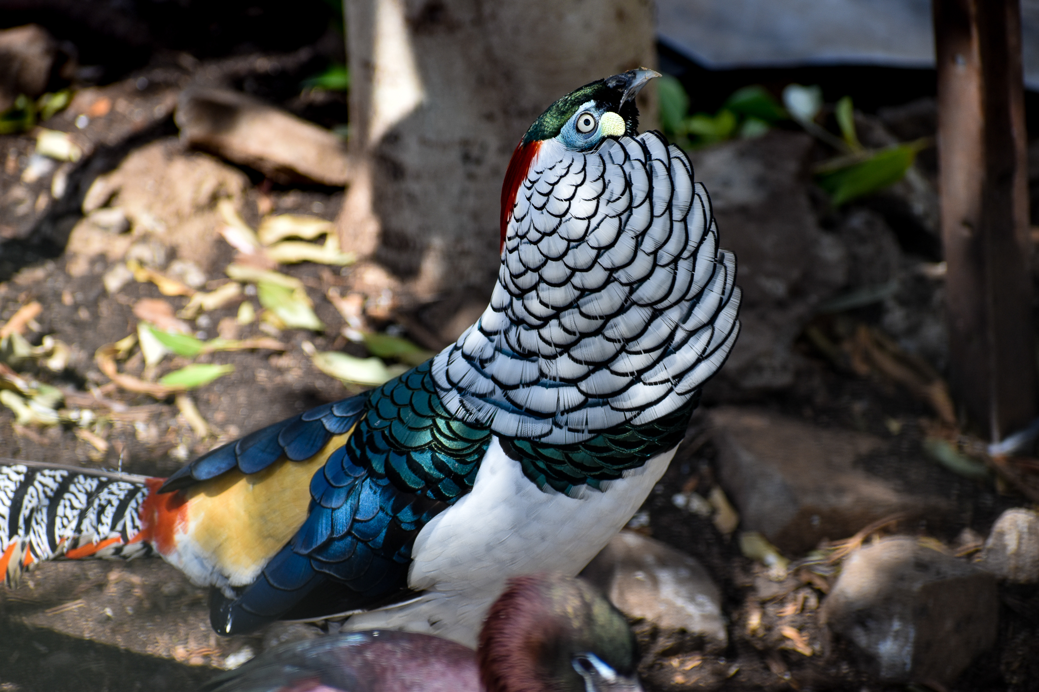 Lady Amherst's Pheasant (Chrysolophus amherstiae)