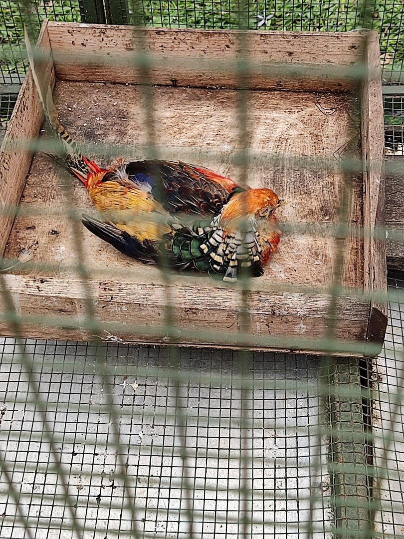 Lady Amherst's Pheasant (Chrysolophus amherstiae)