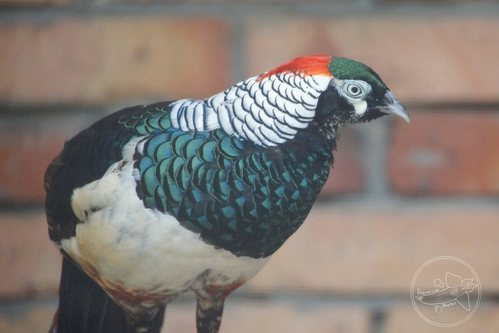 Lady Amherst's Pheasant (Chrysolophus amherstiae)