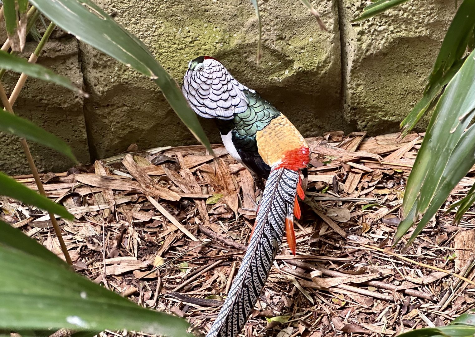 Lady Amherst’s pheasant (Chrysolophus amherstiae)