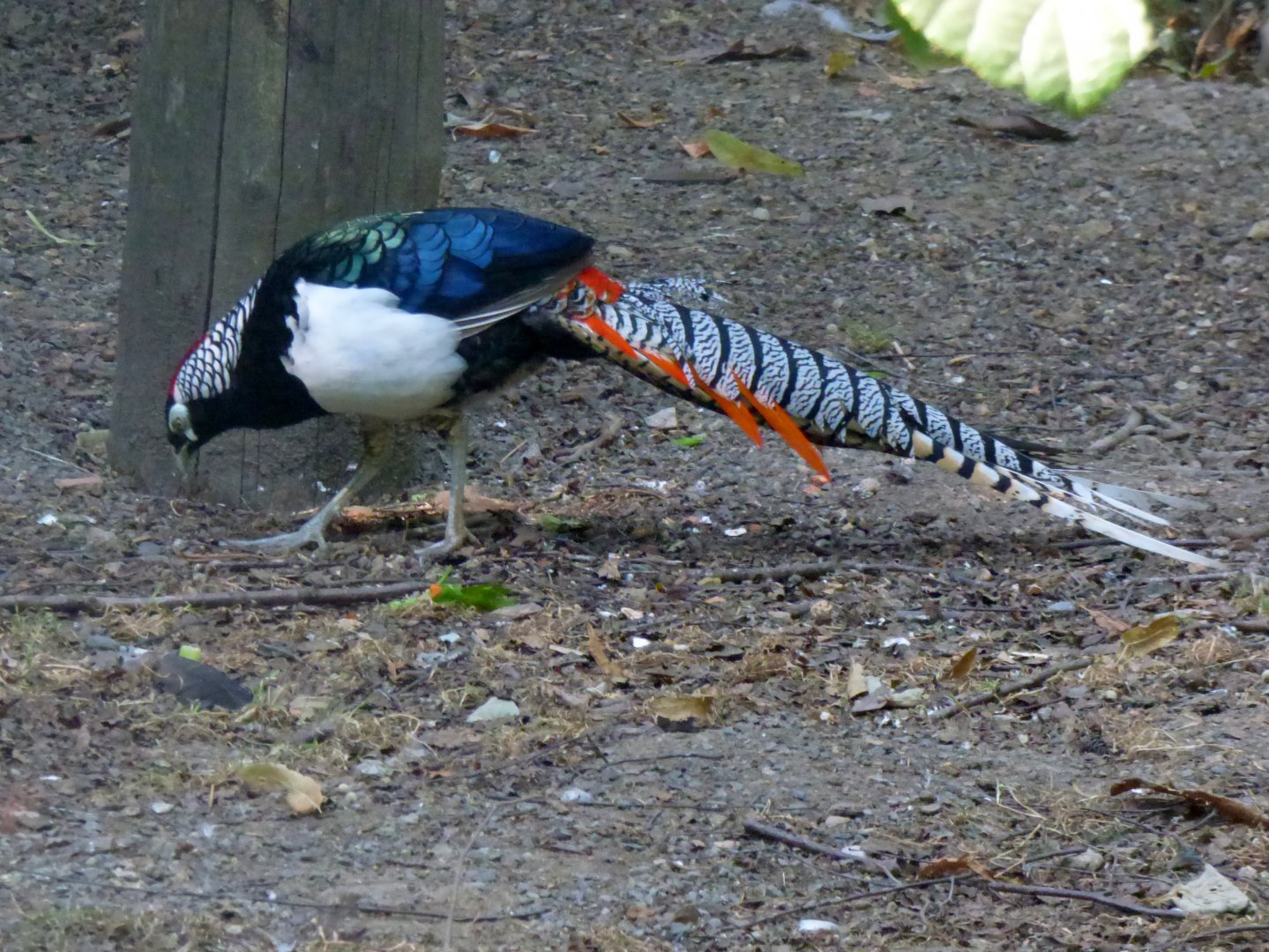 Lady Amherst's pheasant (Chrysolophus amherstiae)