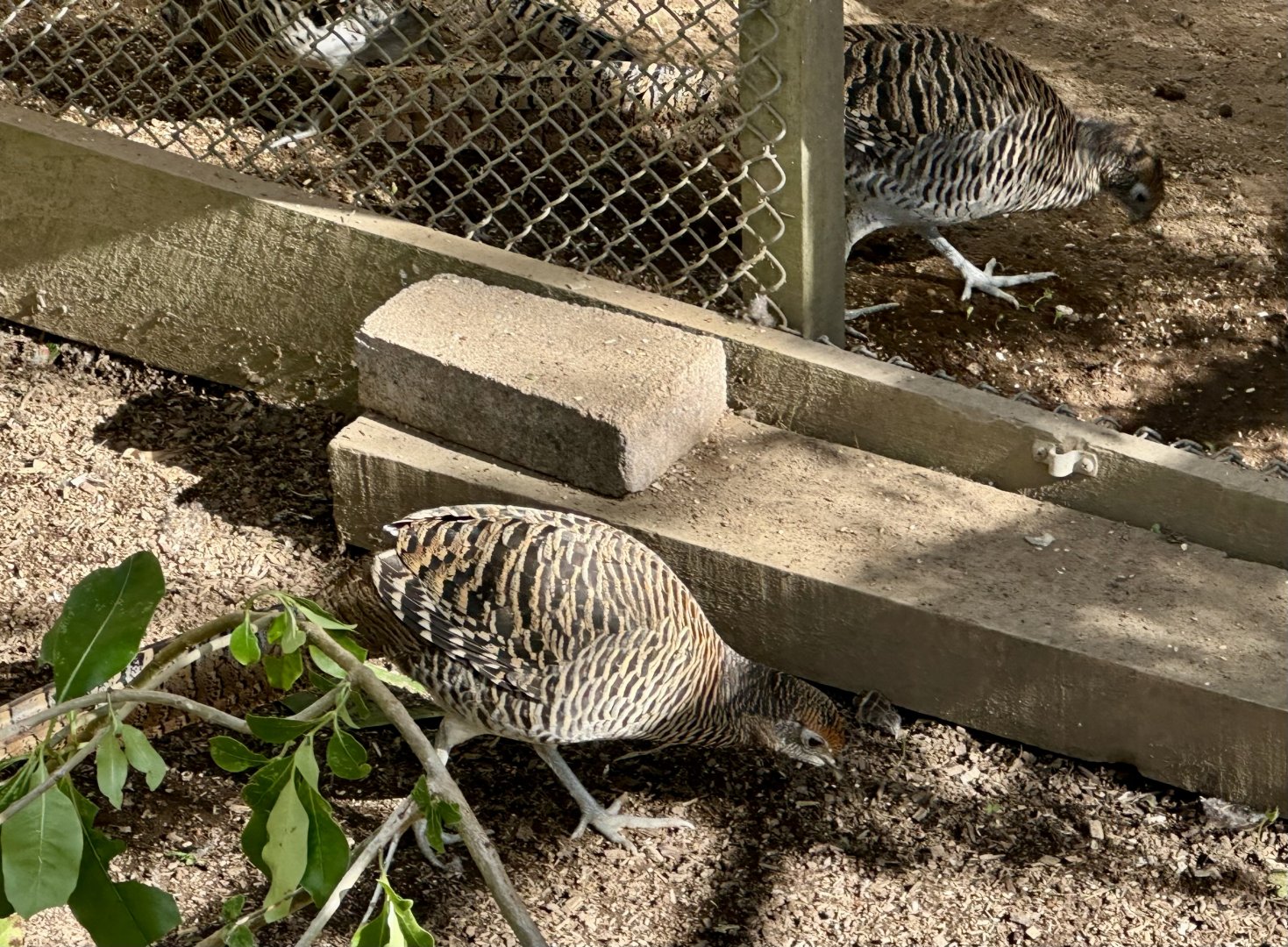 Lady Amherst’s pheasant (Chrysolophus amherstiae)