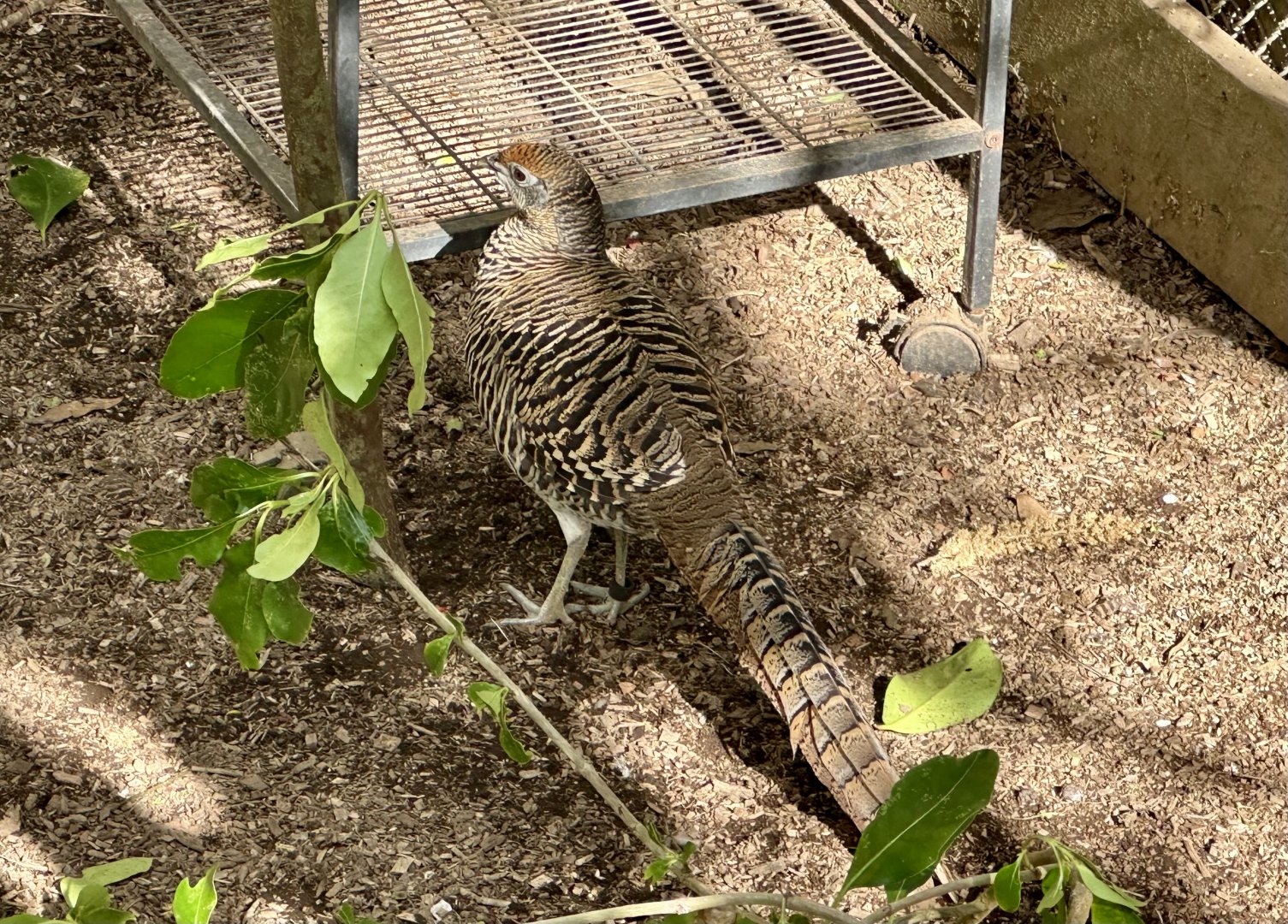 Lady Amherst’s pheasant (Chrysolophus amherstiae)