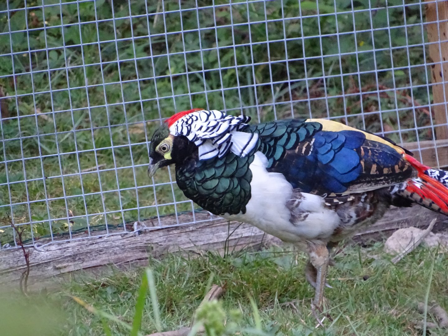 Lady Amherst's pheasant (Chrysolophus amherstiae)