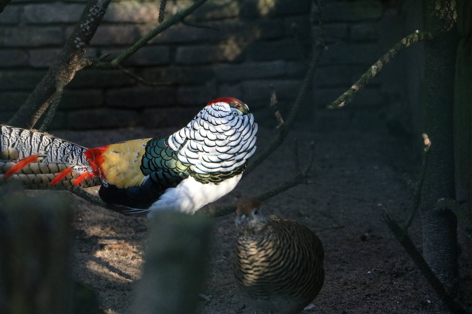 Lady Amherst's pheasant displaying, February 2016