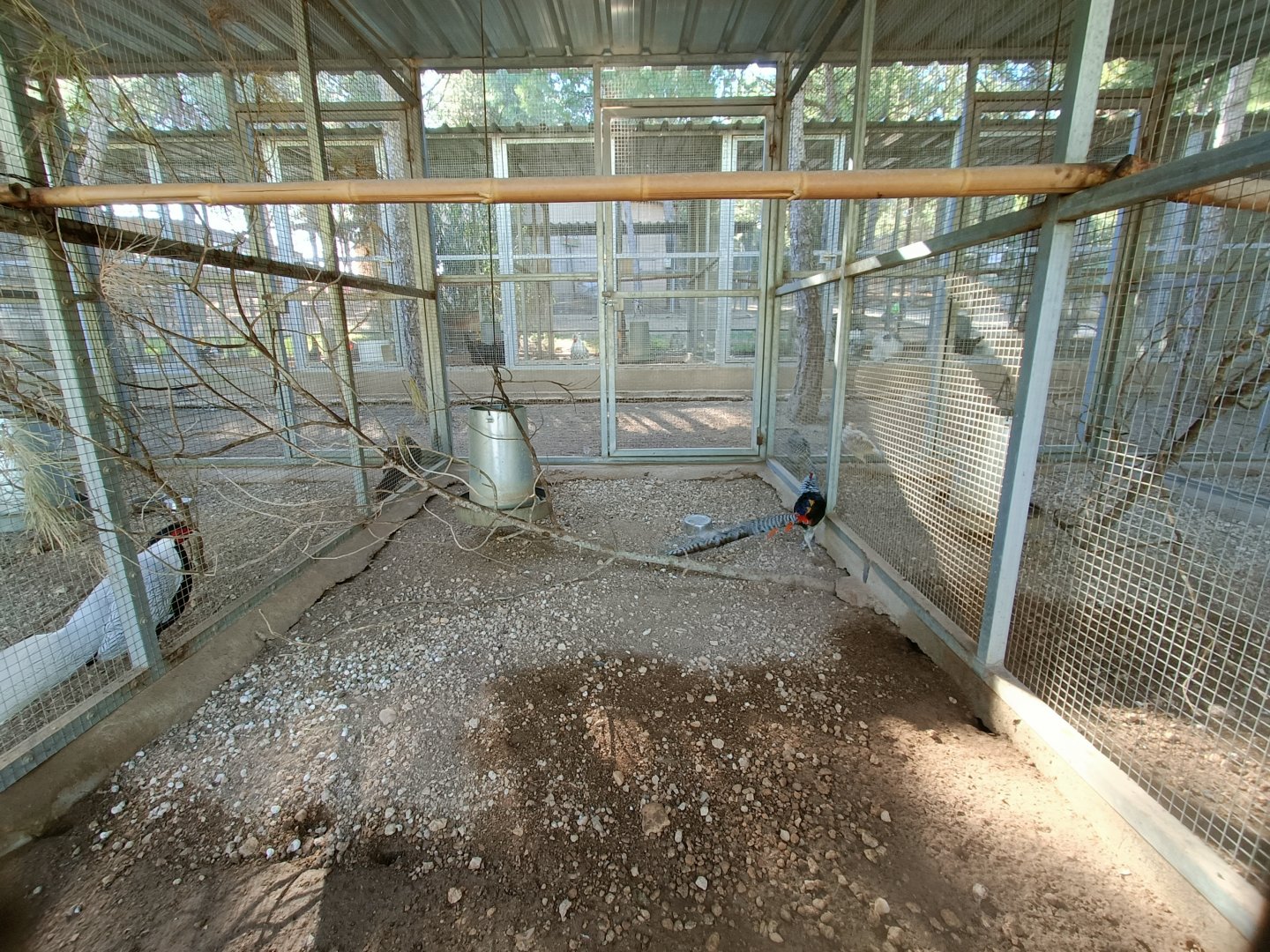 Lady Amherst's pheasant exhibit - Bioparque La Rocha
