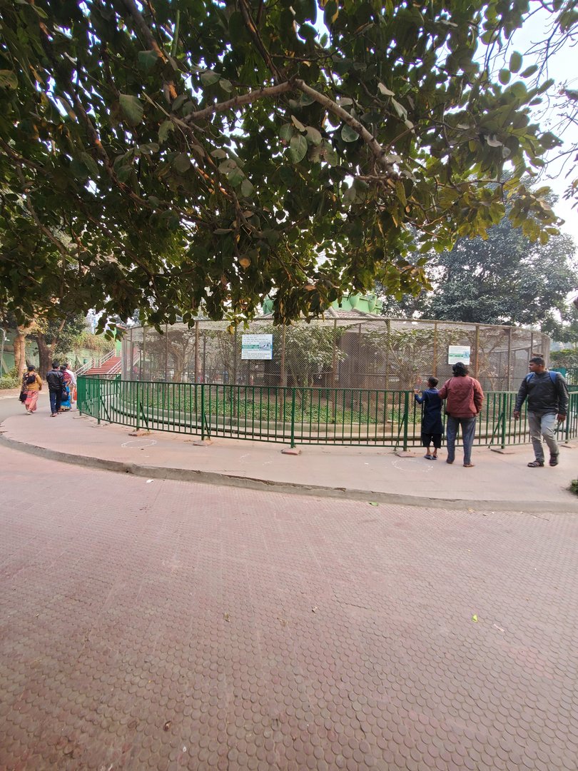 Lady Amherst's Pheasant Exhibit - January 2023