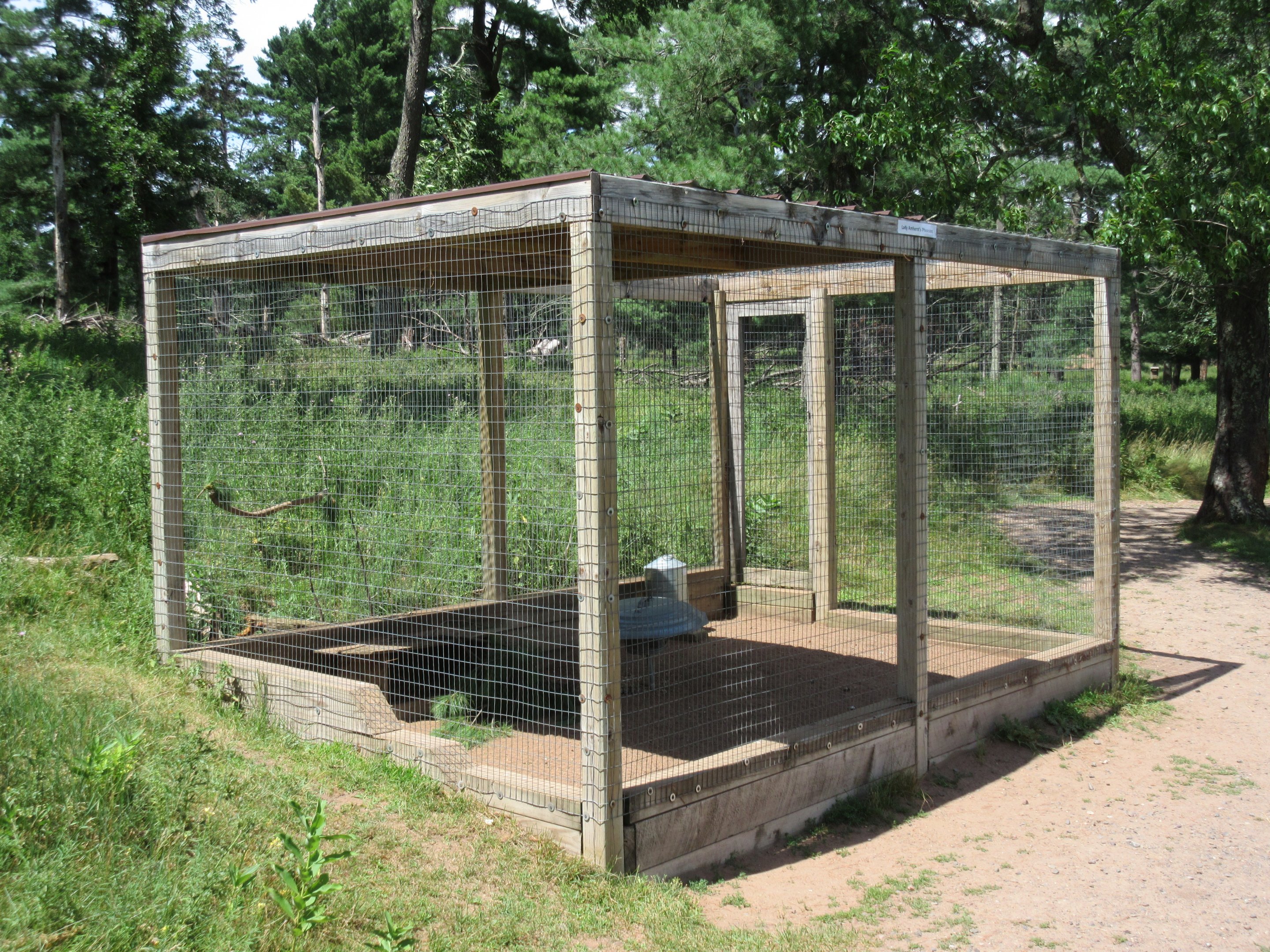 Lady Amherst's Pheasant Exhibit