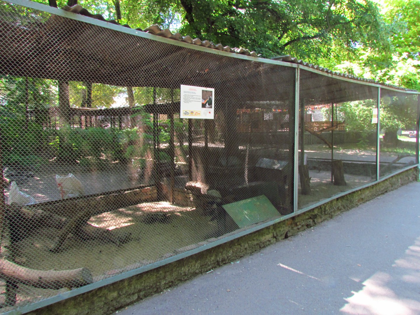 Lady Amherst's pheasant exhibit