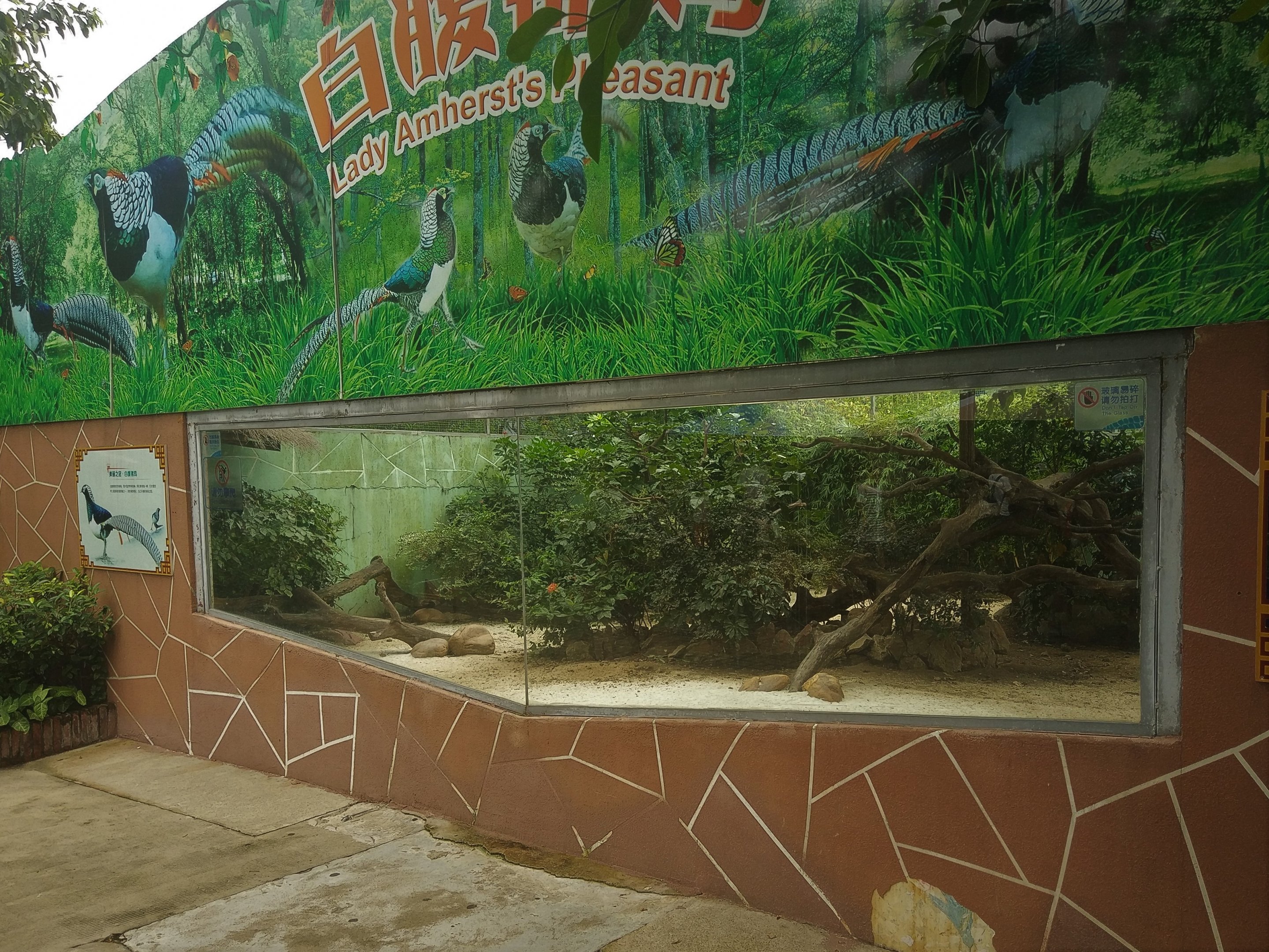Lady Amherst's Pheasant Exhibit