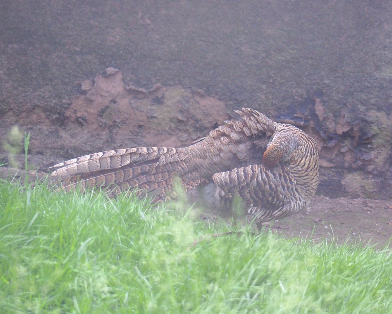 Lady Amherst's pheasant hen (Chrysolophus amherstiae), 2021-06-15