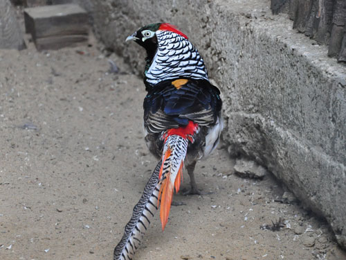 Lady Amherst's Pheasant in Kishinev Zoo