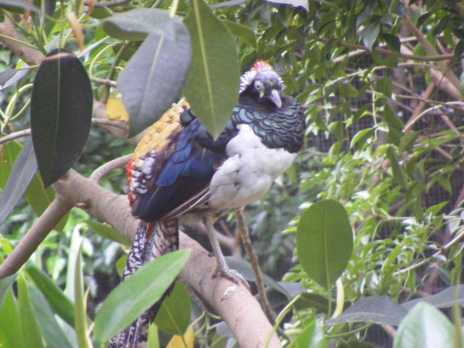 Lady Amherst's Pheasant - January, 2010