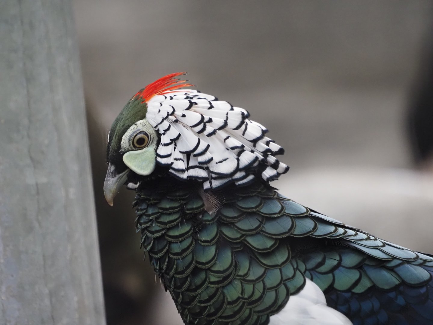 Lady Amherst's Pheasant (Male)