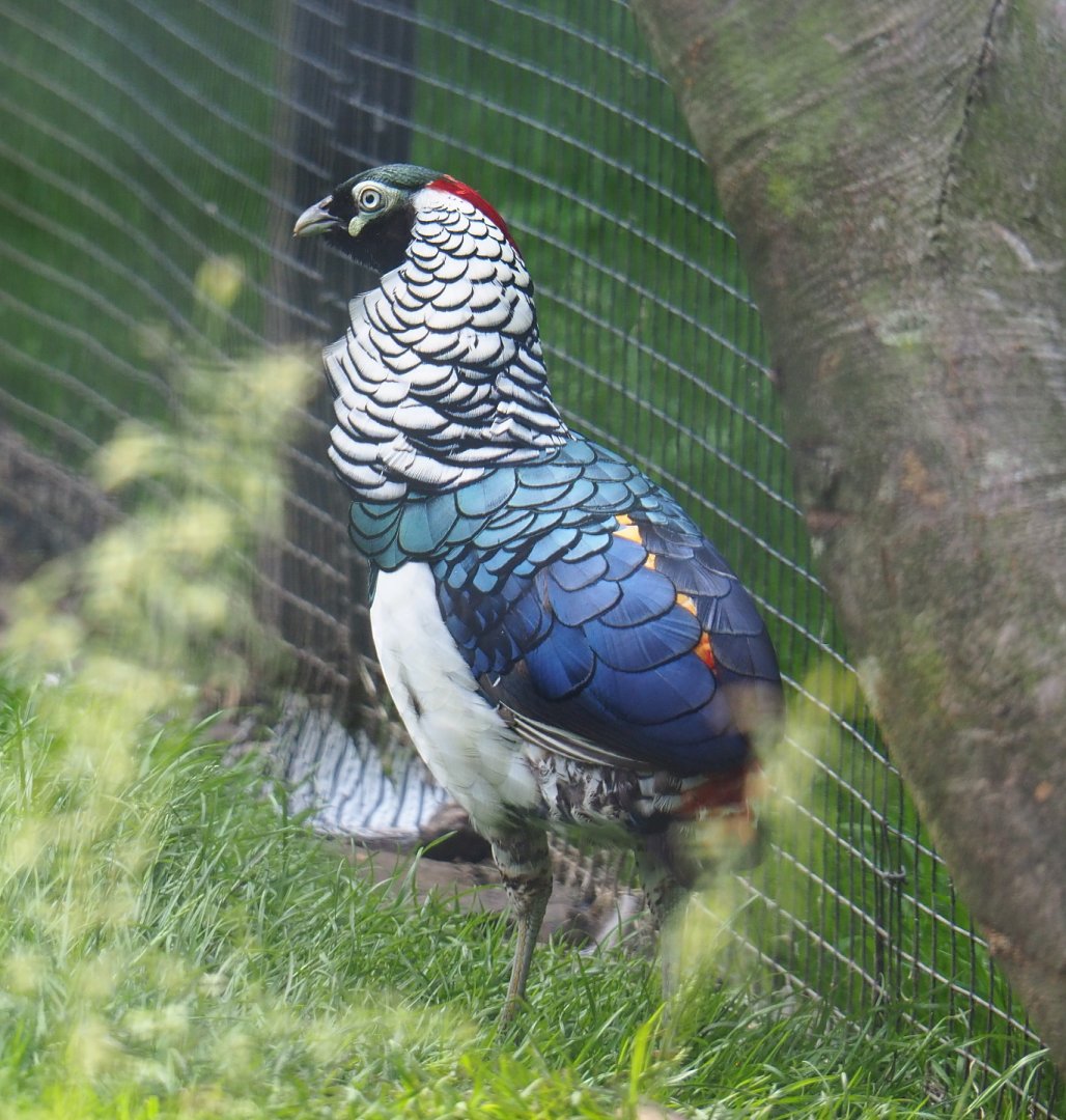 Lady Amherst's pheasant rooster (Chrysolophus amherstiae), 2021-06-15