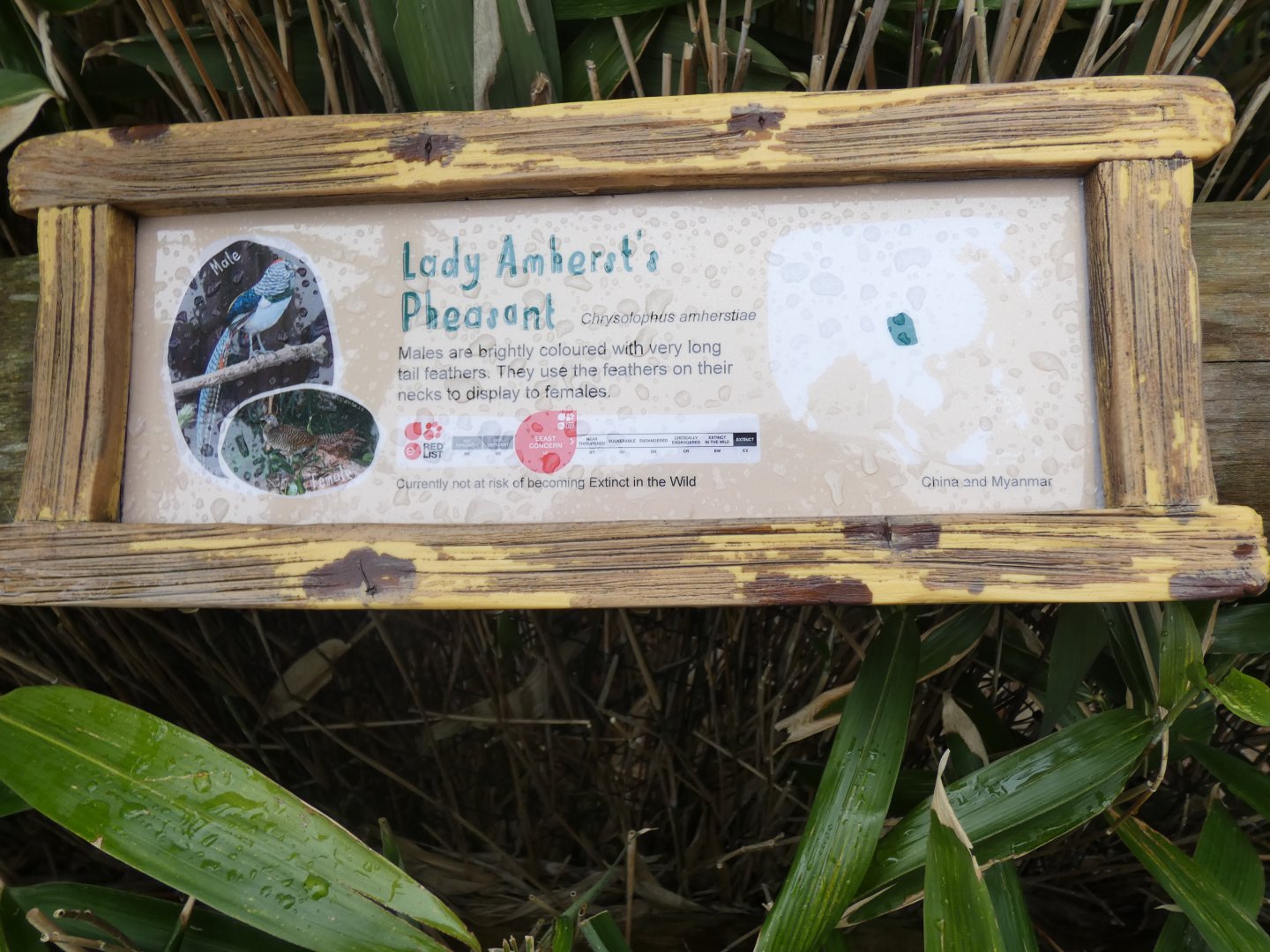 Lady Amherst's Pheasant Signage Outside Elephant House