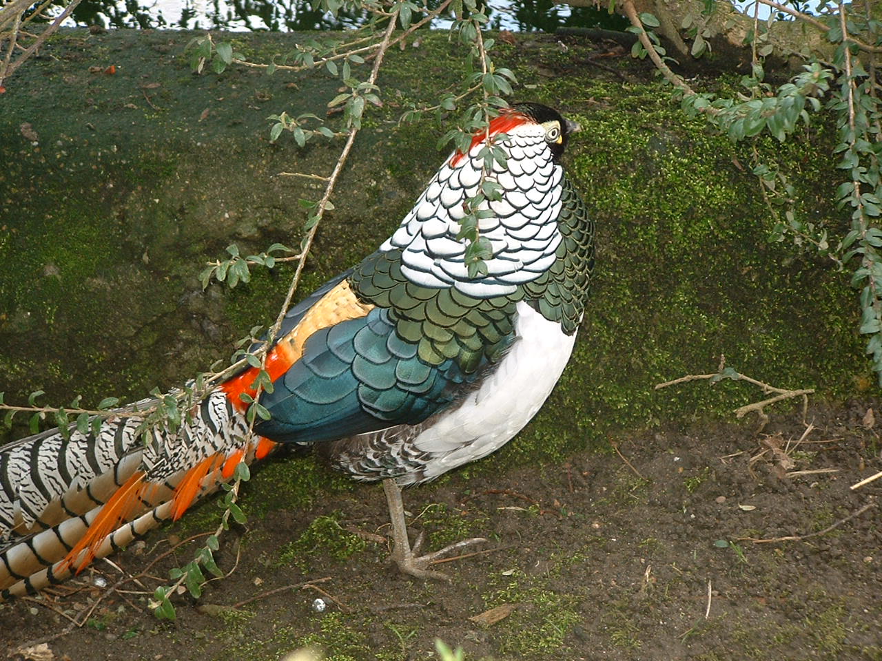 Lady Amherst's Pheasant - Thrigby 2008