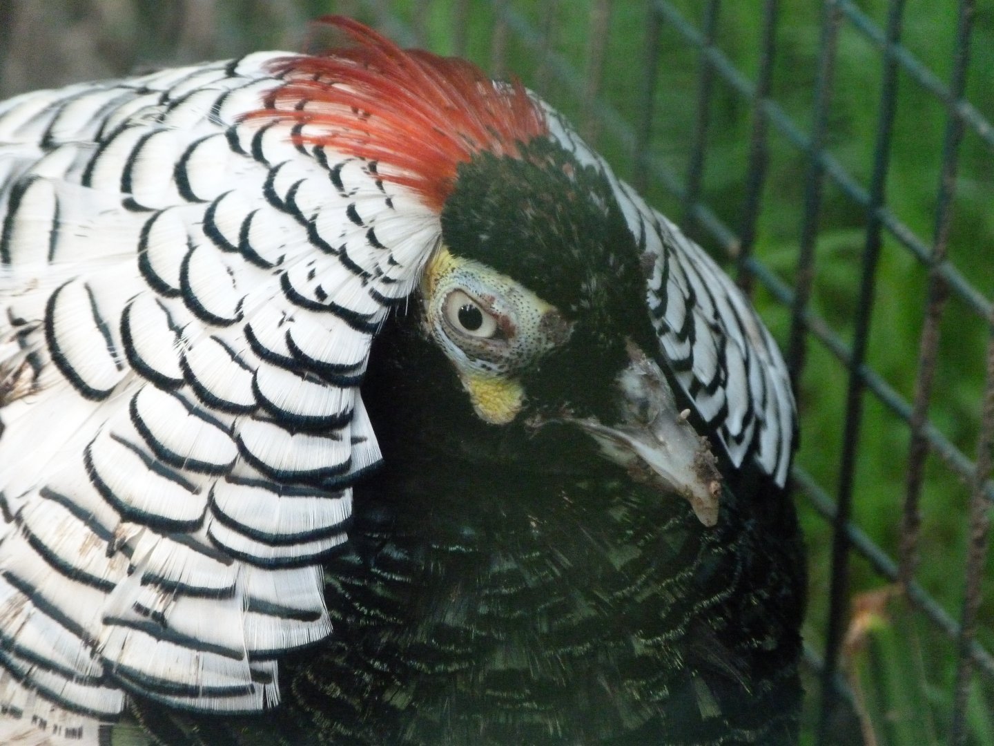 Lady Amherst's pheasant -Zoo de Santillana del Mar (2024)