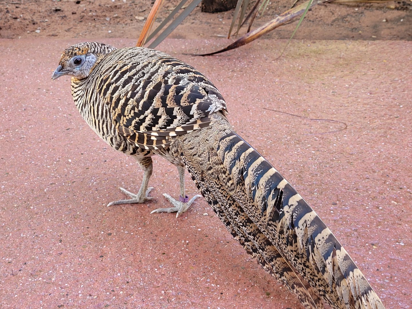 Lady Amherst’s pheasant -Zoo du bassin d'Arcachon (2024)