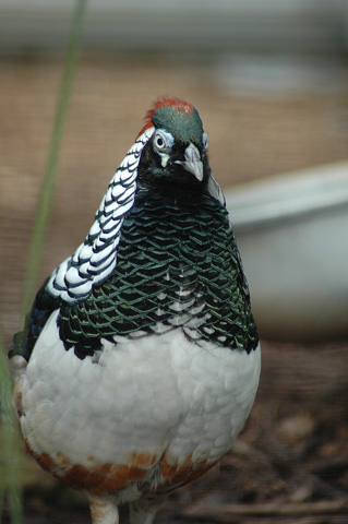 Lady Amherst's Pheasant