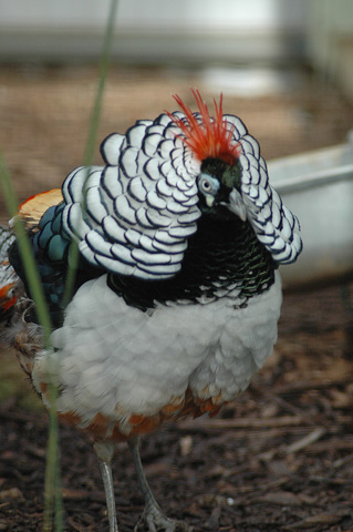 Lady Amherst's Pheasant