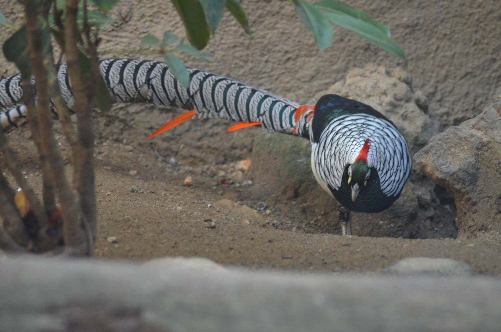 Lady Amherst's Pheasant