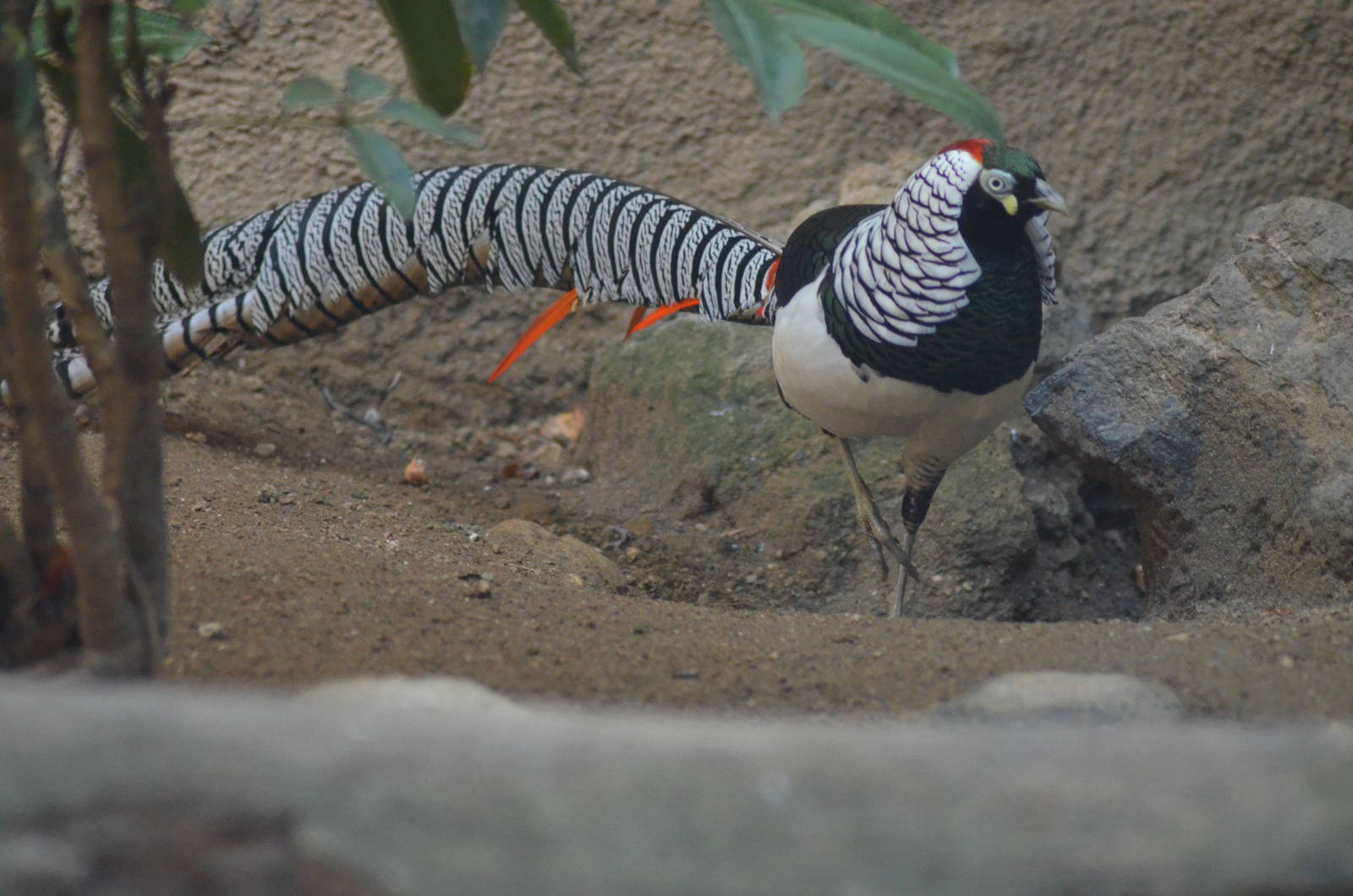 Lady Amherst's Pheasant