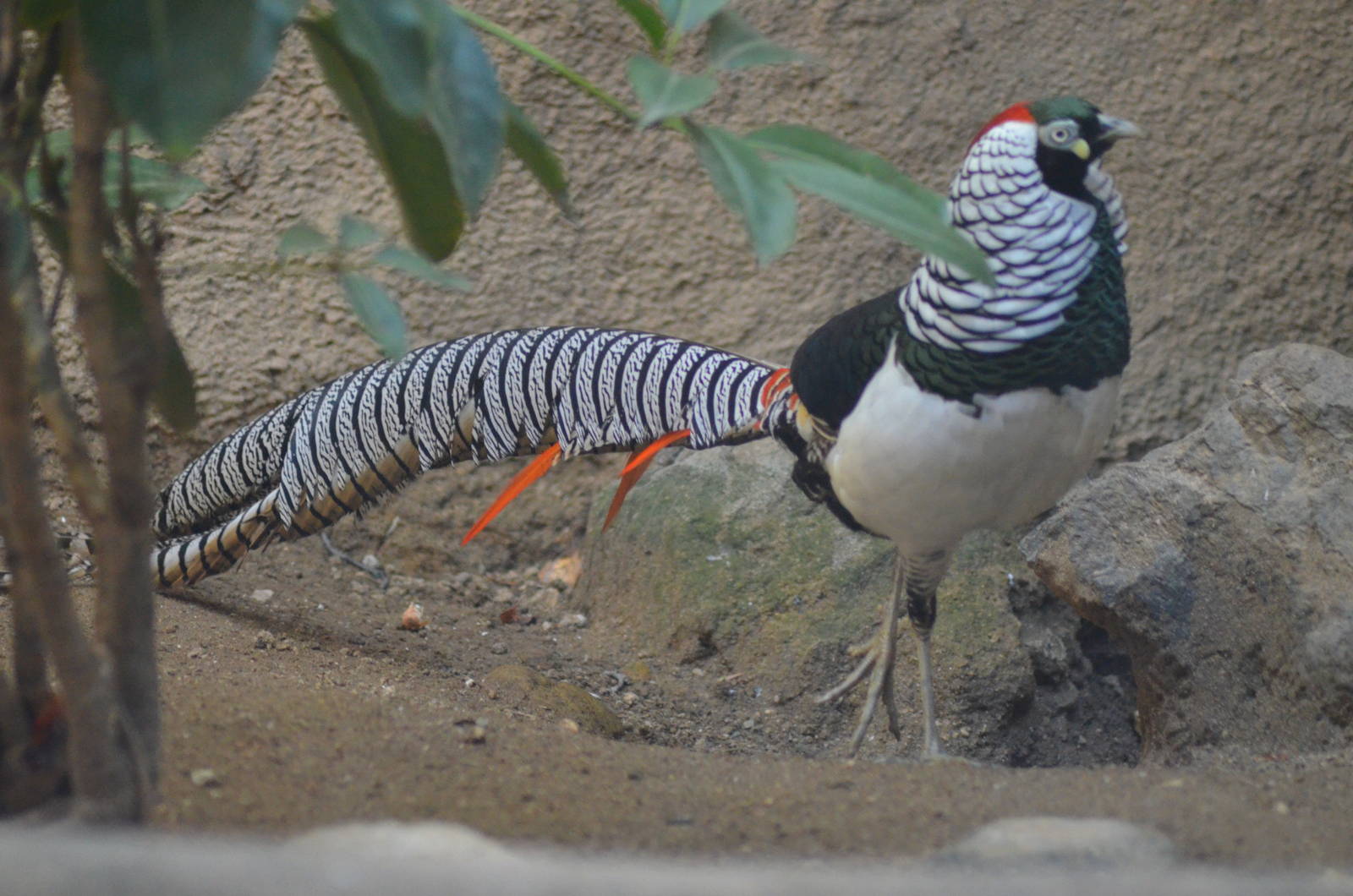 Lady Amherst's Pheasant