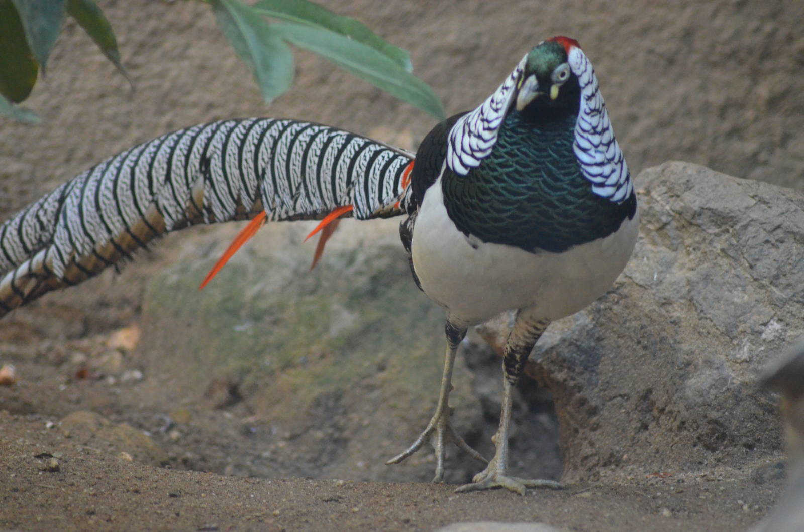Lady Amherst's Pheasant