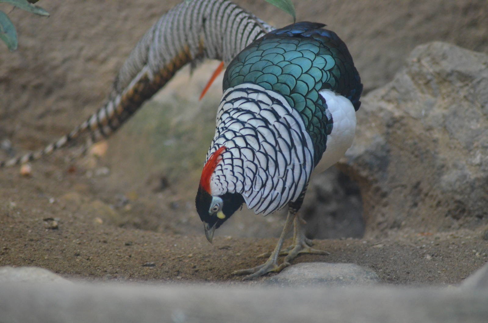 Lady Amherst's Pheasant