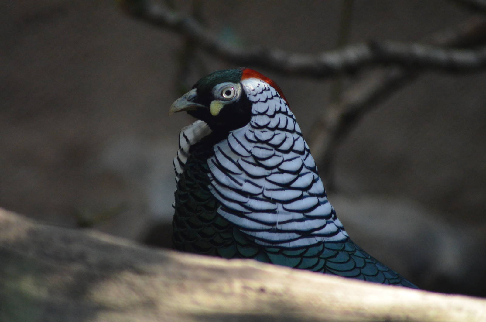 Lady Amherst's Pheasant