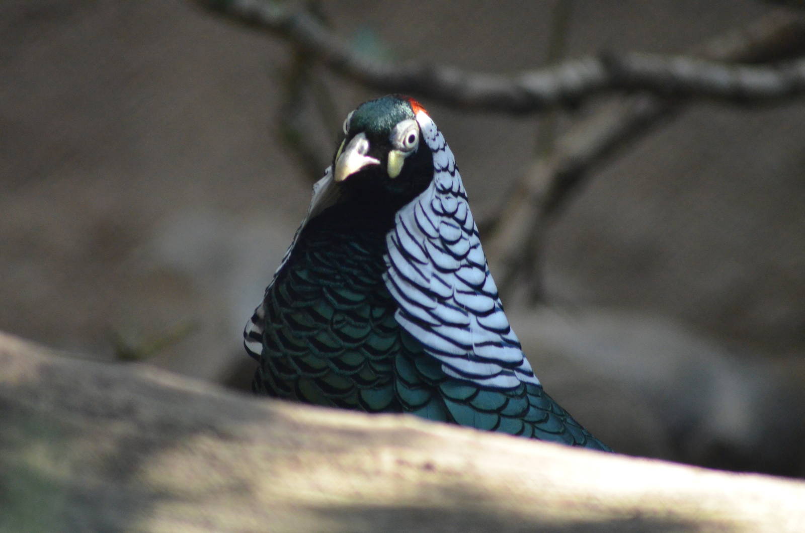 Lady Amherst's Pheasant