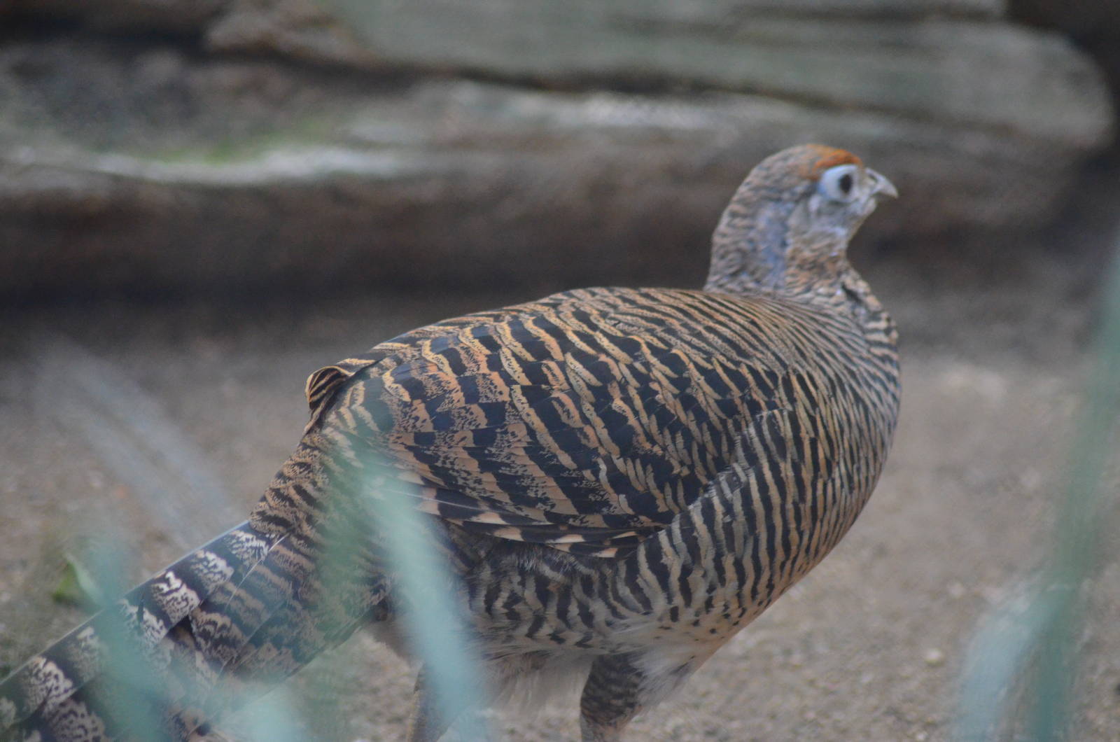 Lady Amherst's Pheasant