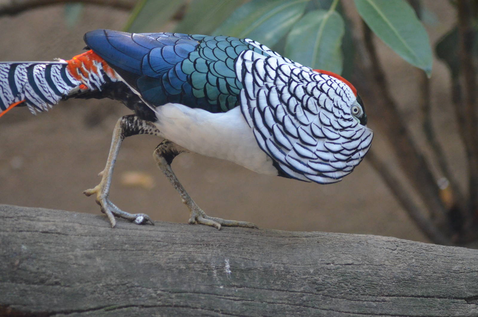 Lady Amherst's Pheasant