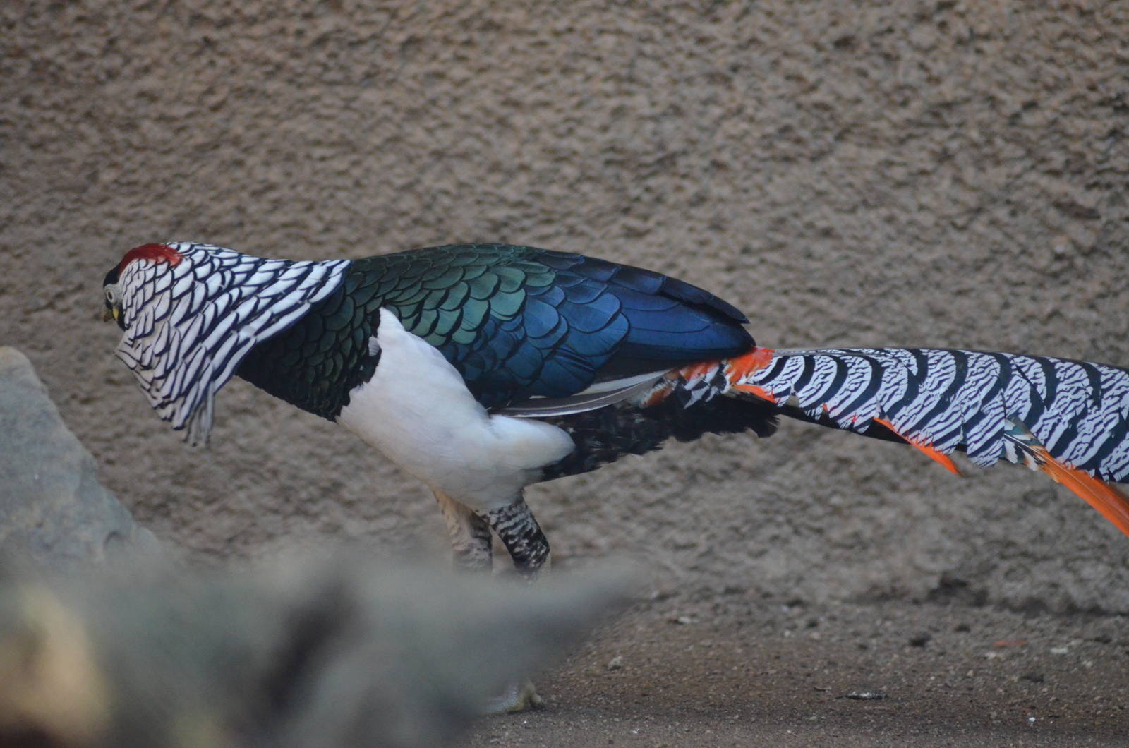 Lady Amherst's Pheasant
