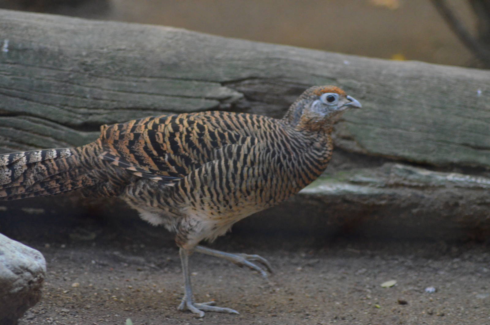 Lady Amherst's Pheasant